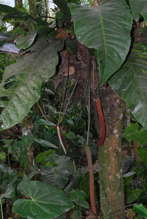 Pictured at the Jardín Botánico Del Quindío (Calarcá, Colombia) Image Copyright © 2013 by David Scherberich