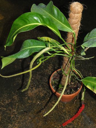 Croat 93343 from Ecuador Pictured at the Jardin Botanique du Montet (Nancy, France) Image Copyright © 2008 by David Scherberich