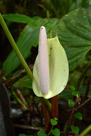 Pictured in Carchi, Ecuador Image Copyright © 2021 by David Scherberich