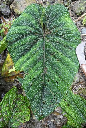 Pictured in Nutibara, Antioquia, Colombia Image Copyright © 2019 by Bruce Dunstan