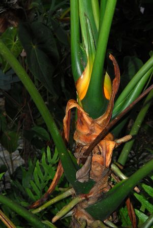 Pictured at the Jardín Botánico San Jorge (Ibagué, Colombia) Image Copyright © 2013 by David Scherberich