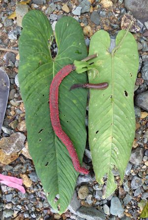 Pictured in Santa Fe, Panama Image Copyright © 2016 by Bruce Dunstan