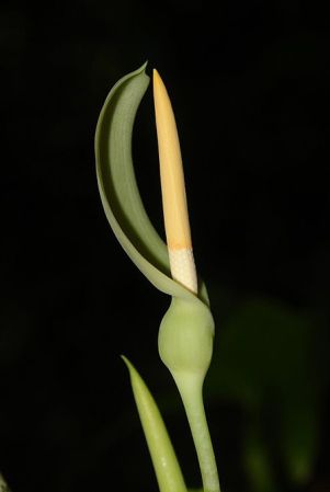 Pictured in Bukit Timah, Singapore Image Copyright © 2011 by Lars Nauheimer