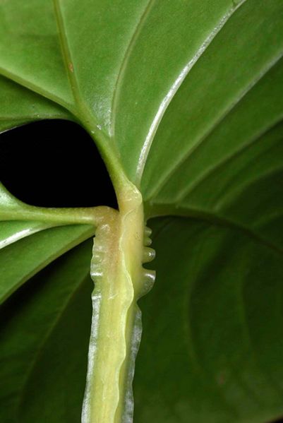 文件:Anthcerrocampanense 04.jpg