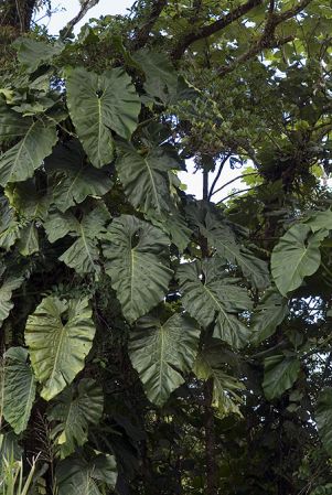 Pictured in Basse-Terre, Guadeloupe Image Copyright © 2007 by David Scherberich
