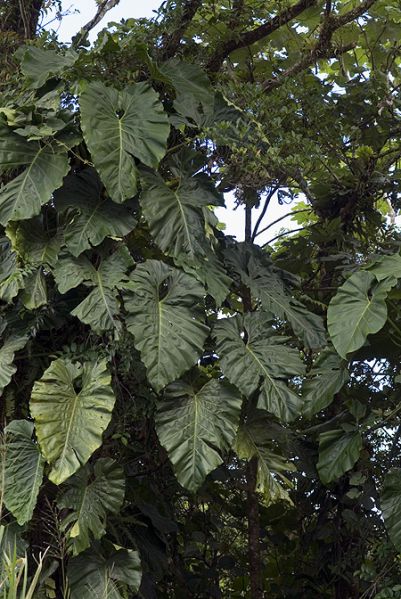 文件:Philogiganteumgua 01.jpg