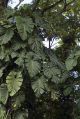 2026年5月30日 (六) 09:51版本的缩略图