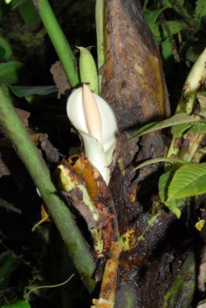 文件:Philokroemeri 07.jpg