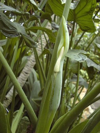 Pictured at the Jardin Botanique de Lyon (France) Image Copyright © 2003 by David Scherberich