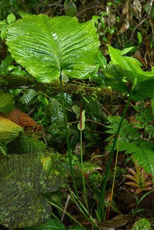 Pictured in Carchi, Ecuador Image Copyright © 2021 by David Scherberich