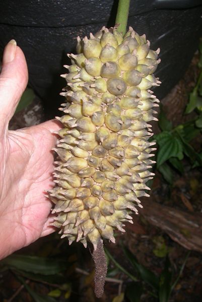 文件:AnthfaustomirandaeFTG 04.jpg