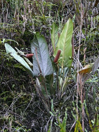 Pictured in Ecuador Image Copyright © 2008 by Josiane Guiard