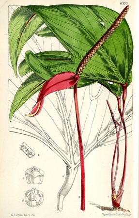 From Curtis's Botanical Magazine 104: t. 6339 (1878)