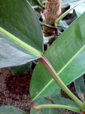 From Venezuela, pictured at the Jardin Botanique de Lyon (France) Image Copyright © 2007 by David Scherberich