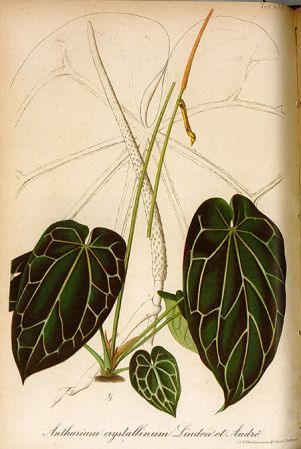 From Gartenflora 25: t. 873 (1853