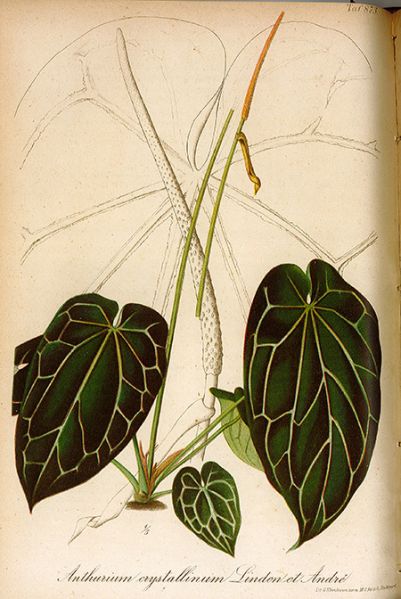 文件:Anthcrystallinum 01.jpg