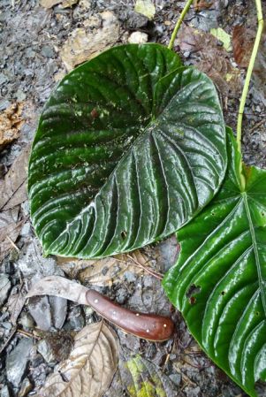 Pictured in Valle del Cauca, Colombia Image Copyright © 2015 by Bruce Dunstan