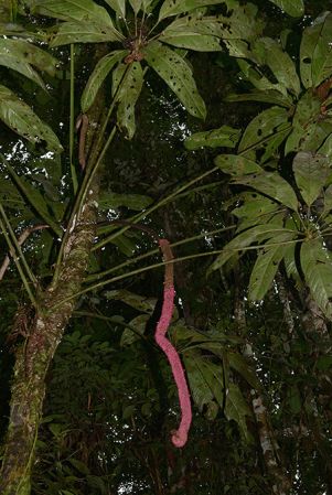 Pictured in Yasuni National Park (Orellana, Ecuador) Image Copyright © 2015 by David Scherberich