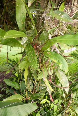 Pictured near Bribri, Costa Rica Image Copyright © 2016 by Bruce Dunstan