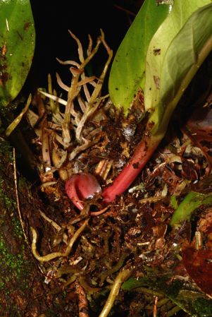 Croat 106054 pictured along Rio Piatua (Napo, Ecuador) Image Copyright © 2015 by David Scherberich