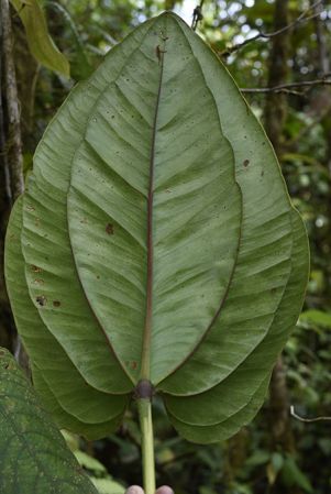 Pictured in Chiriquí, Panama Image Copyright © 2017 by Fred Muller