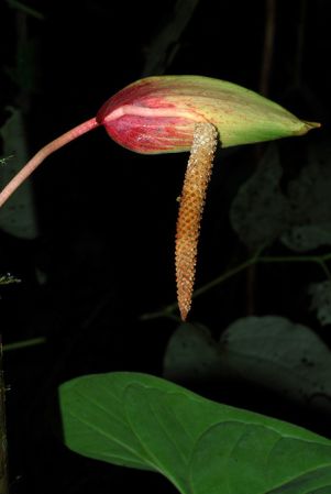 Croat 103882 pictured in Tolima, Colombia Image Copyright © 2013 by David Scherberich