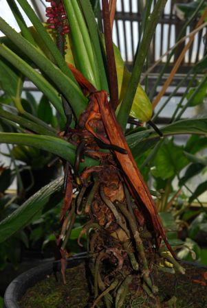 Pictured in the Botanischer Garten der Philipps-Universität Marburg (Germany) Image Copyright © 2011 by David Scherberich