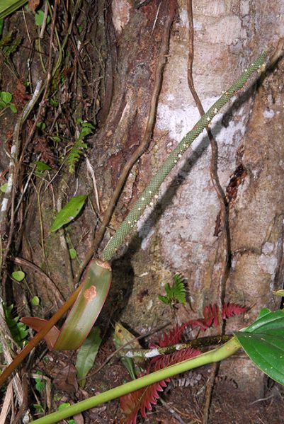 文件:AnthterticollectivumCroat104574 03.jpg