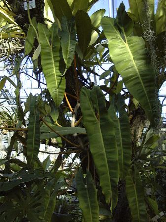 Pictured at the Jardin Botanique du Montet (Nancy, France) Image Copyright © 2003 by David Scherberich