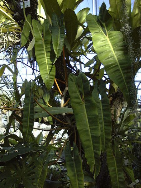 文件:Philobillietiae 03.jpg