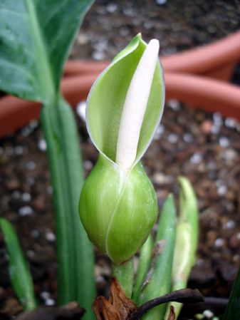 From Peru (Loreto), pictured at the Jardin Botanique du Montet (Nancy, France) Image Copyright © 2006 by David Scherberich