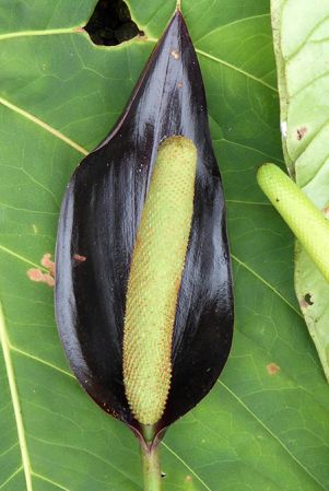 Pictured in Nutibara, Antioquia (Colombia) Image Copyright © 2015 by Bruce Dunstan