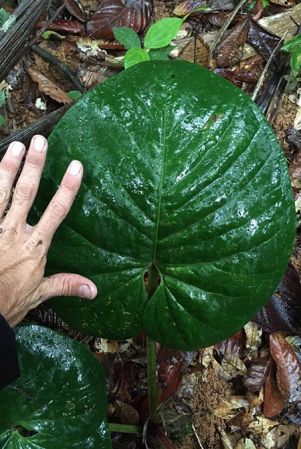 Pictured in Panama Image Copyright © 2019 by Fred Muller