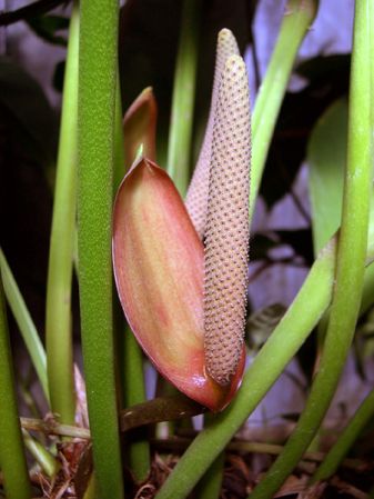 Pictured at the Jardin Botanique de Lyon (France) Image Copyright © 2006 by David Scherberich