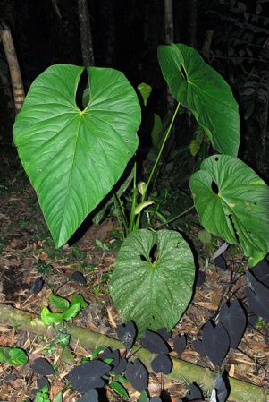 Pictured at the Jardín Botánico San Jorge (Ibagué, Colombia) Image Copyright © 2013 by David Scherberich