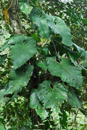 Croat 104477, pictured in Carchi, Ecuador Image Copyright © 2012 by David Scherberich