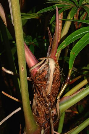 Pictured in the Botanischer Garten München (Germany) Image Copyright © 2016 by David Scherberich