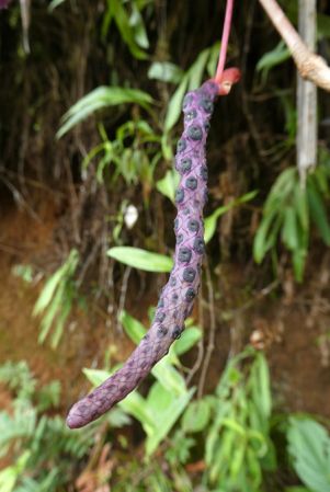 Pictured in Nutibara, Antioquia, Colombia Image Copyright © 2019 by Bruce Dunstan