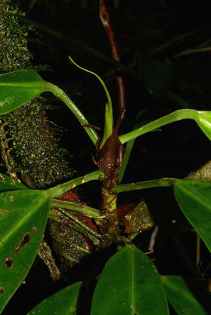 Pictured in Puerto Morona (Morona-Santiago, Ecuador) Image Copyright © 2015 by David Scherberich