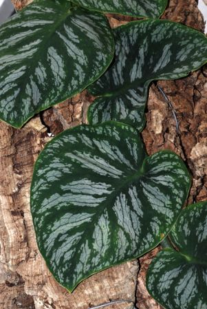 DS489 from French Guiana, pictured at the Jardin Botanique de Lyon (France) Image Copyright © 2013 by David Scherberich