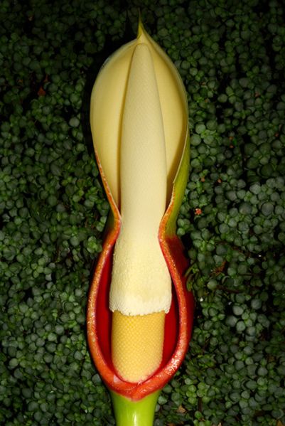 文件:Philogiganteumgua 08.jpg