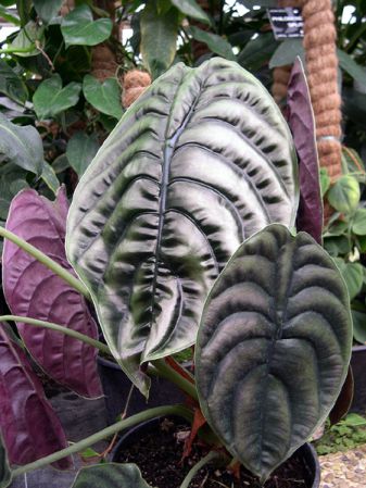 Pictured at the Jardin Botanique de Lyon (France) Image Copyright © 2006 by David Scherberich