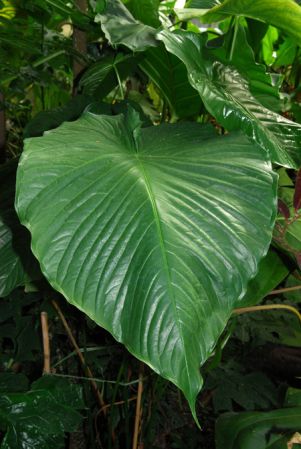 Pictured in the Botanischer Garten der Universitat Göttingen (Germany) Image Copyright © 2011 by David Scherberich