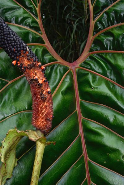 文件:AnthdecipiensFM 02.jpg