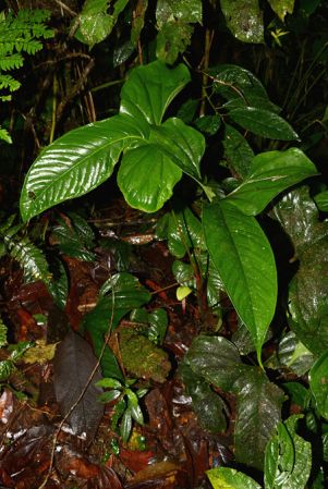 Croat 105551 pictured near Shell (Pastaza, Ecuador) Image Copyright © 2015 by David Scherberich