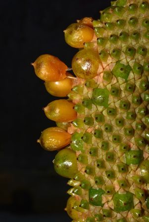 DS554 from Guadeloupe, pictured at the Jardin Botanique de Lyon (France) Image Copyright © 2019 by David Scherberich