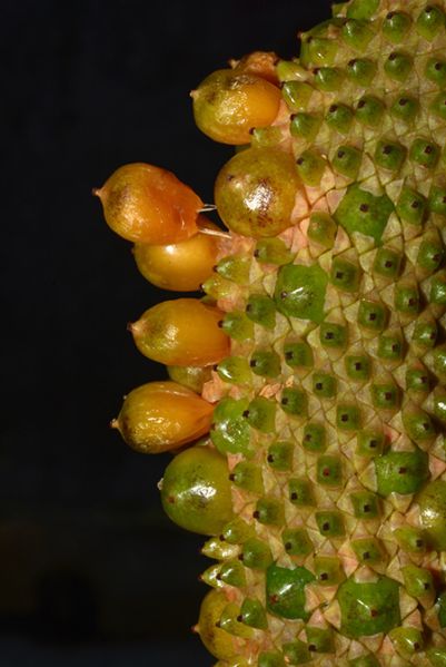 文件:AnthguildingiiDS 03.jpg