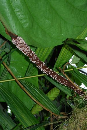 Pictured in the Botanischer Garten der Universitat Göttingen (Germany) Image Copyright © 2011 by David Scherberich