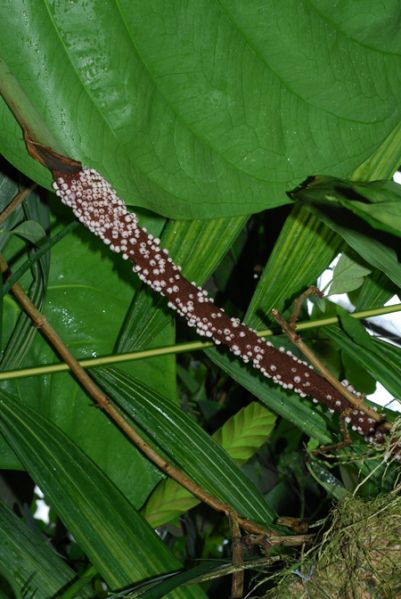 文件:AnthloretenseGOET 03.jpg