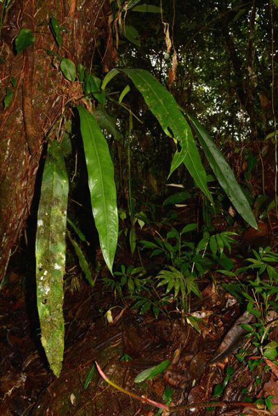 文件:AnthpendulifoliumCroat 01.jpg